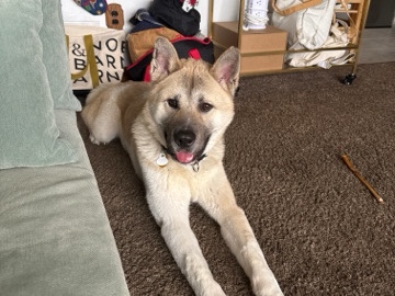 Akita – Rehome Stunning 11-Month-Old Akita – Pittsburgh