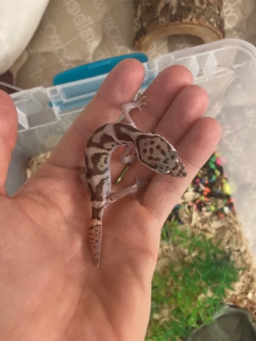 Any – Needs a new home!!