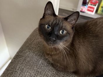 Siamese – Siamese Great With Kids and Dogs – Santa Rosa