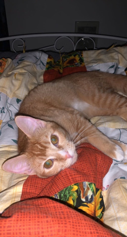 American Shorthair – Orange American Shorthair kitten