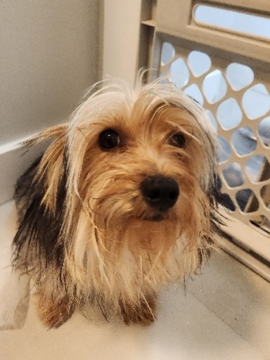 Yorkshire Terrier – Male Yorkie Terrier
