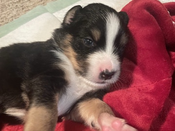 Image of Australian Shepherd