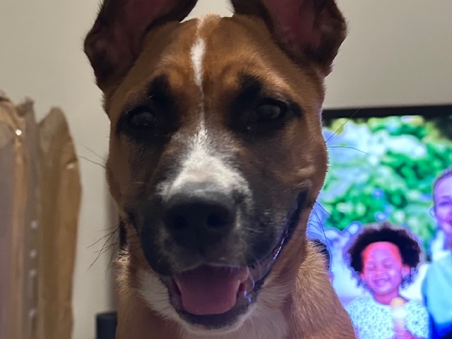 American Staffordshire Terrier – buttercup – Orting