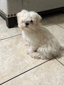 Maltese – male maltipoo 5 months old for sale