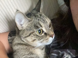 cat the cat