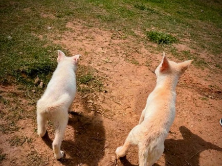 Great Pyrenees – Sweet Great Pyrenees Puppies for Sale – 13 Weeks Old in Gholson – Gholson