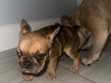 French Bulldog – French bulldog – Fresno