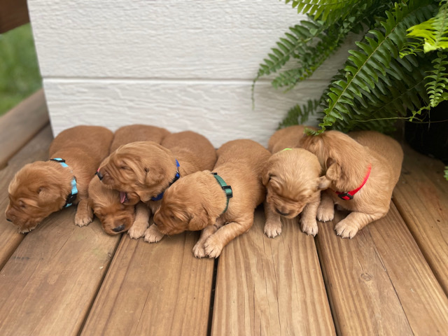 Golden Retriever – golden retriever puppies