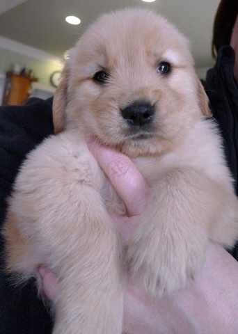 Golden Retriever – mini dogs