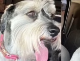 Standard Schnauzer – Female schnauzer
