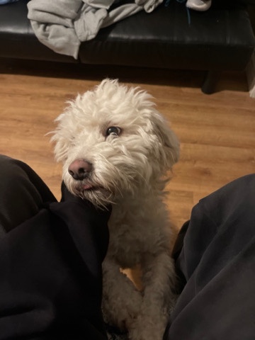 Shih poo