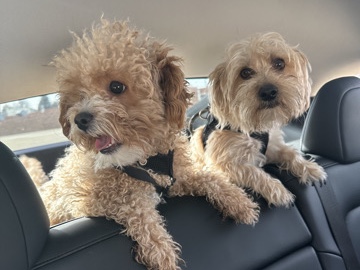 Maltipoo – maltipoo and morkie – Cottonwood Heights