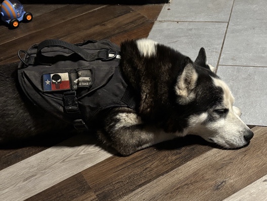 Siberian Husky – Purebred male husky – New Braunfels