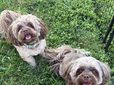 Peekapoo – Peekapoo’s Need home MILFORD CT – Annapolis