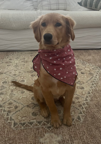 Golden Retriever – Golden Libby