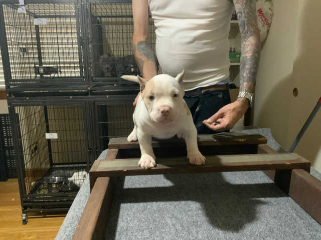 American bully