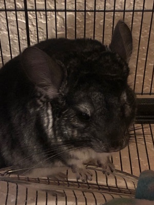 chinchilla – Chinchilla Rehoming