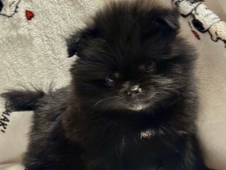 Pomeranian – Pomeranian puppies – Houston