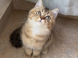 British Shorthair – عجمان الحميدية 1 – عجمان