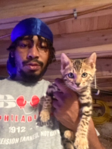 Bengal – bengal kittens for sale