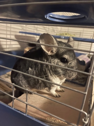 Any – Two bonded male chinchillas