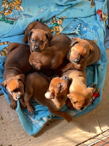 Rottweiler – boxweilers for sale