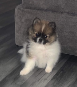 Pomeranian – 14 week pom pup 4 sale