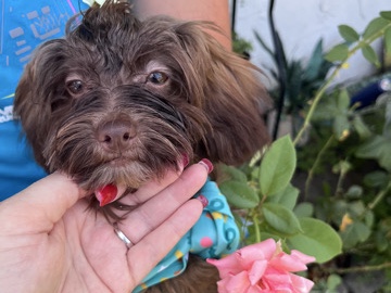 Shih Poo – small puppy – Boca Raton