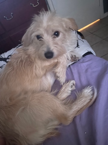 Poodle – finding a good home for him