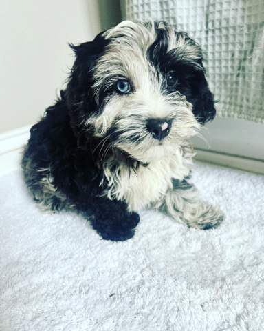 Poodle – Domino the Cockerpoo