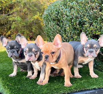 French Bulldog – Male French Bulldogs for sale