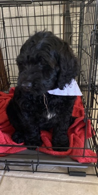 Goldendoodle