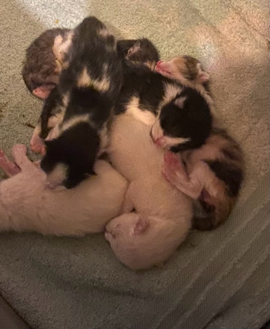 American Shorthair – 6 kittens