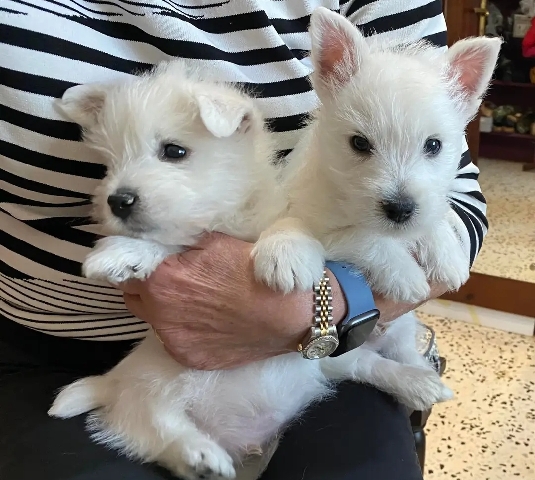 West Highland White Terrier Puppies 
