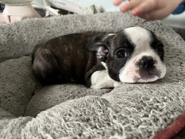 Boston terrier 