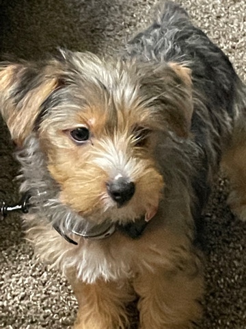 Yorkshire Terrier – YorkiePoo