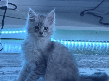 Maine Coon – pure breed Maine **** kittens – Damascus