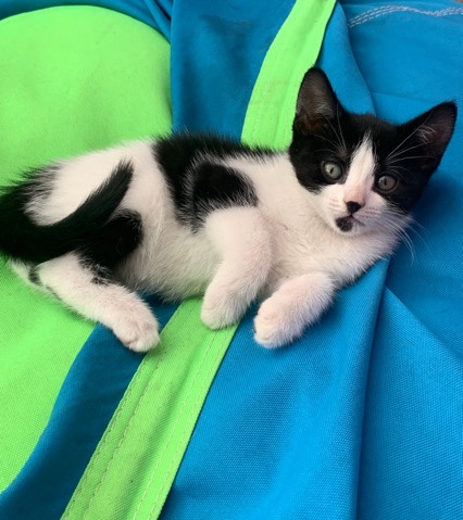 Brazilian Shorthair – kitten
