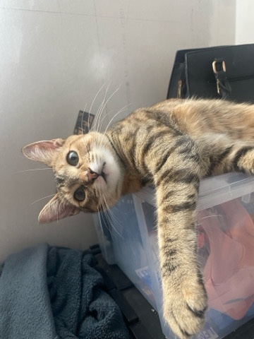 Nyla