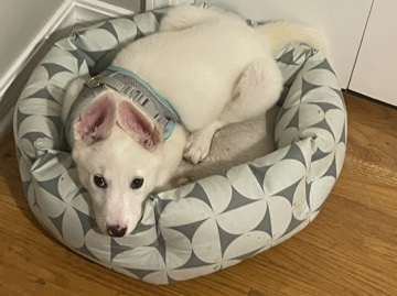 Mixed Breed – Please rehome me I’m only $50 – Oklahoma City