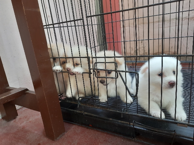 Indian Spitz – Japanese-Indian Spitz Puppies – 1 Month Old – Kayamkulam” – Thiruvananthapuram