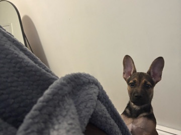 German Shepherd – My loving baby – New York