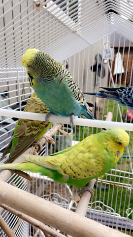 5 Parakeet birds