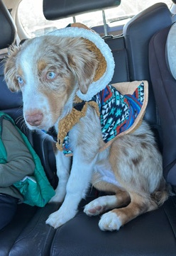 Australian Shepherd – purebred aussie