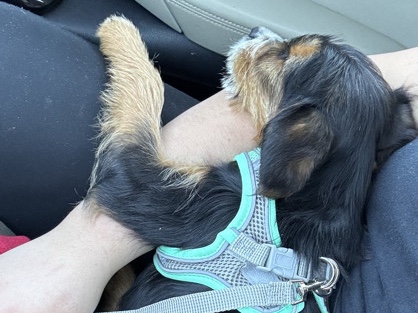 Cavalier King Charles Spaniel – perrito en venta – Silver Spring