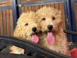 Maltipoo - maltipoo’s available for adoption in Abu Dhabi