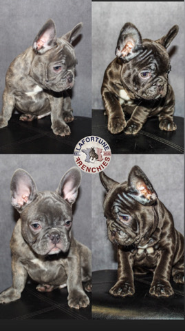 French Bulldog – French bulldog pups
