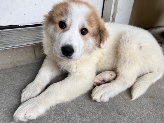 Great Pyrenees – 12 weeks old Great Pyrenees