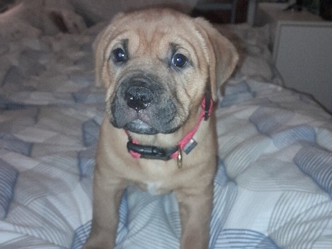 Bullmastiff – Beautiful Bullmastiff girl 7 weeks old. looking for her forever family home – South Fremantle