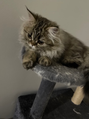 Persian (Traditional) – he got vaccinated . his birthday 9/9/22